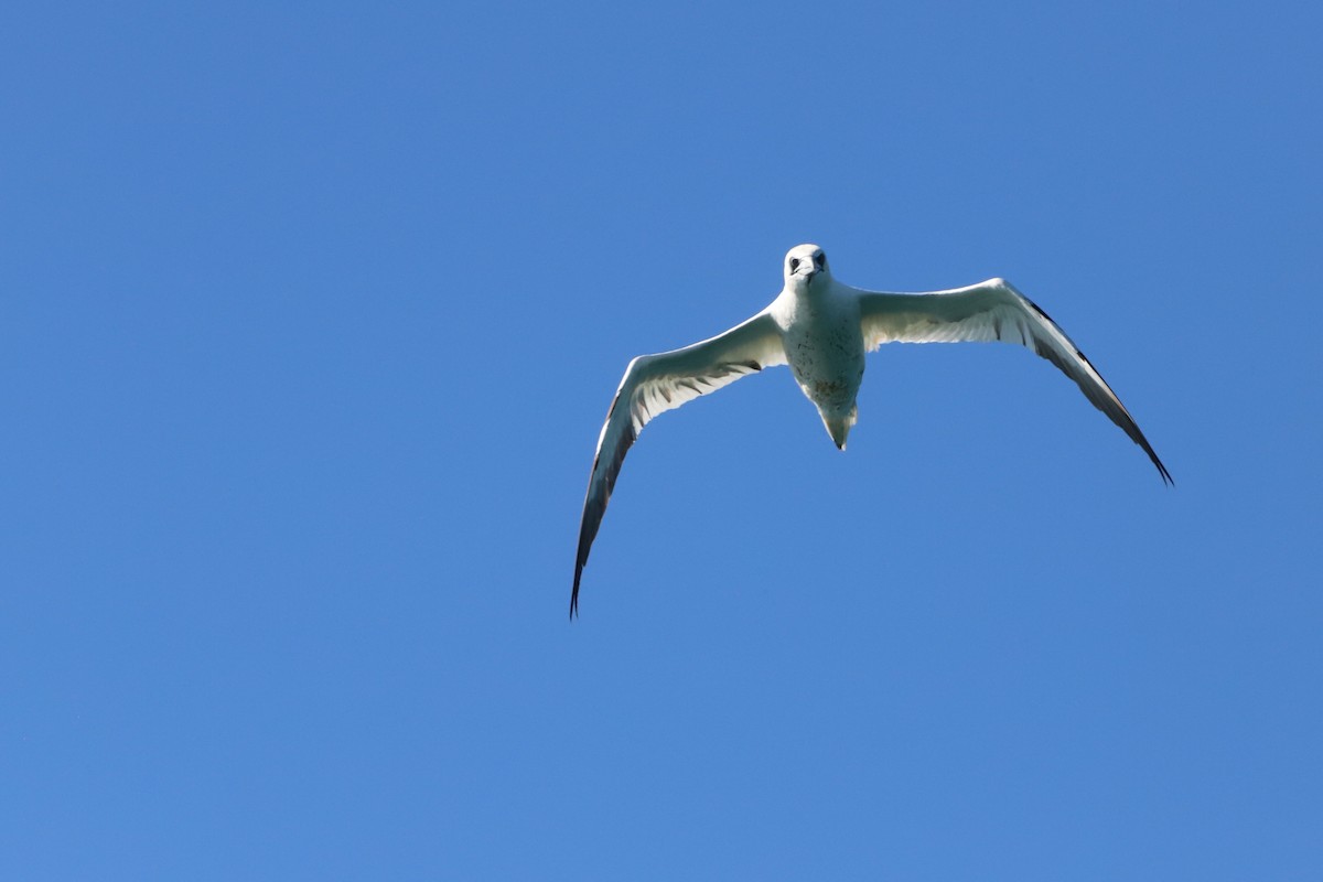 Northern Gannet - ML617143503
