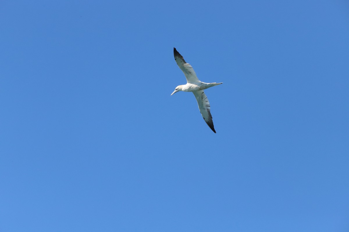 Northern Gannet - ML617143504