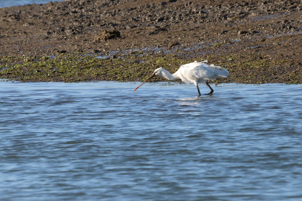 Eurasian Spoonbill - Laurent Chevallier