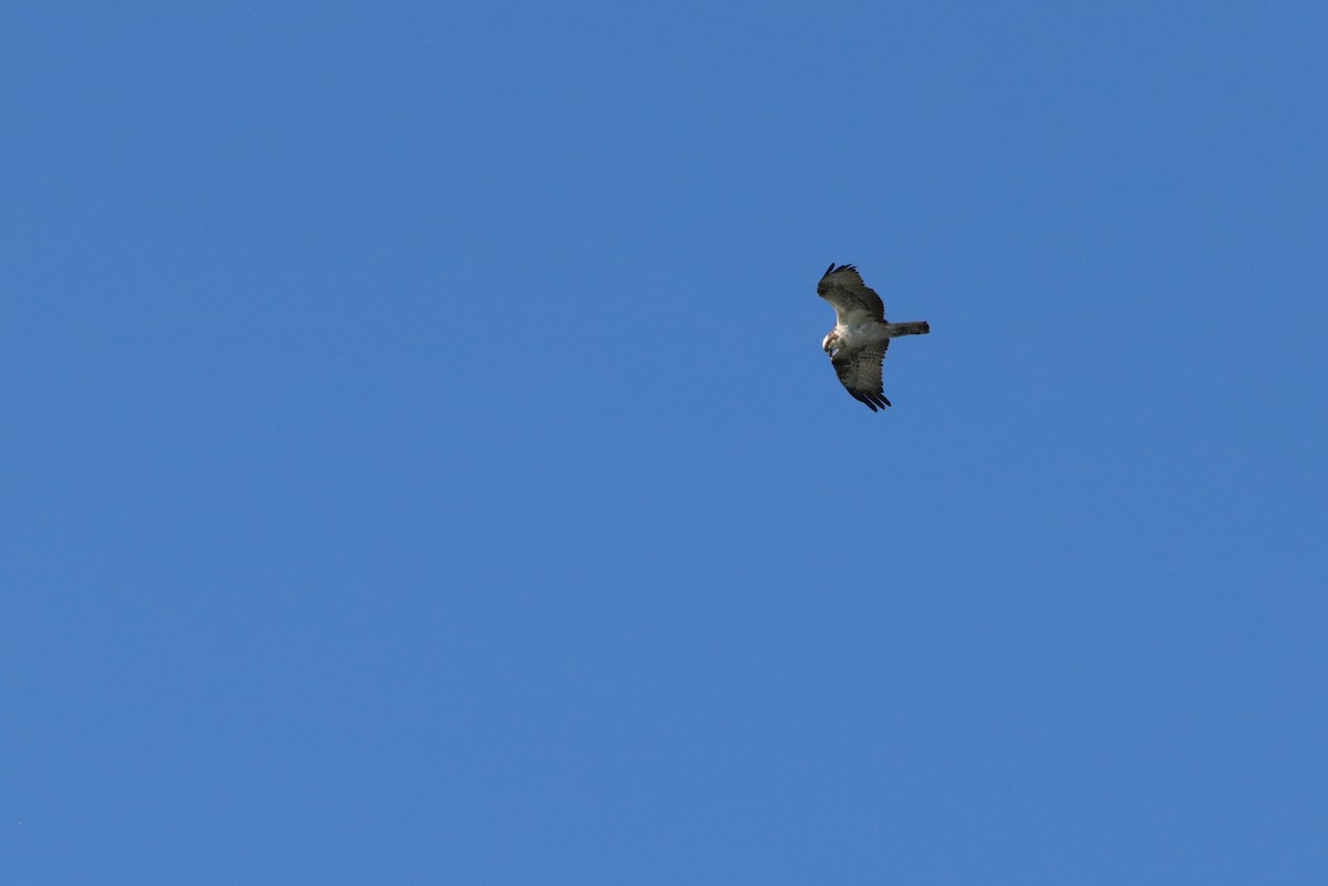 Águila Pescadora - ML617143531