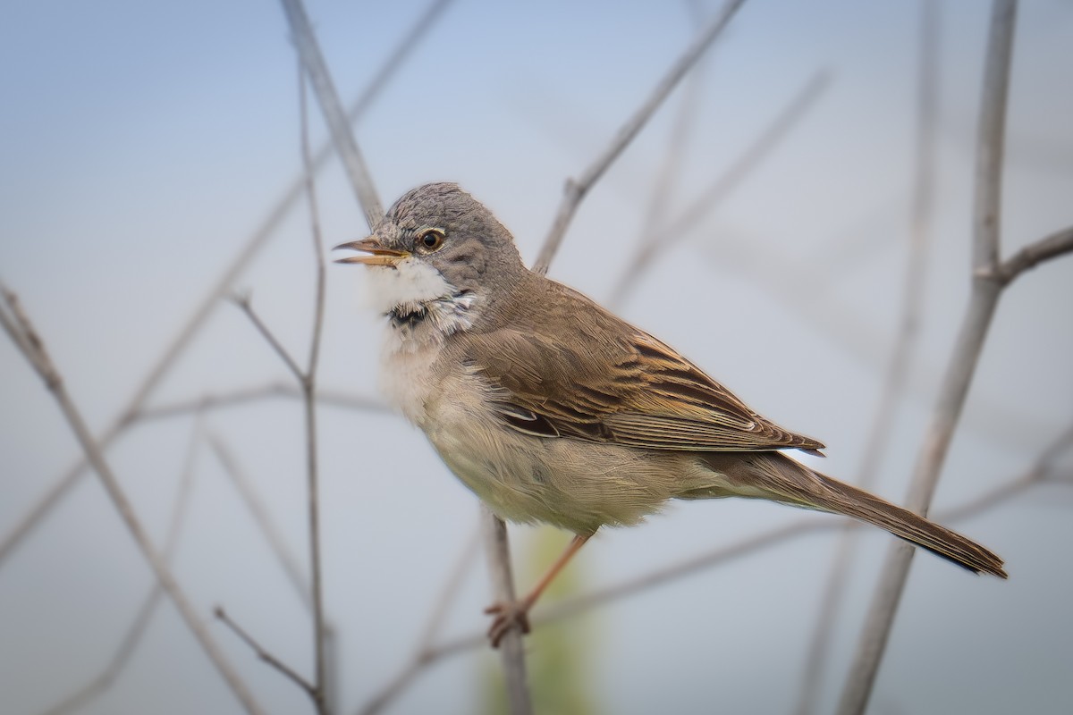 Greater Whitethroat - ML617143562