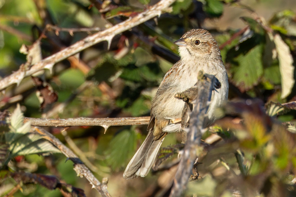 Cassin's Sparrow - Russ Pettit