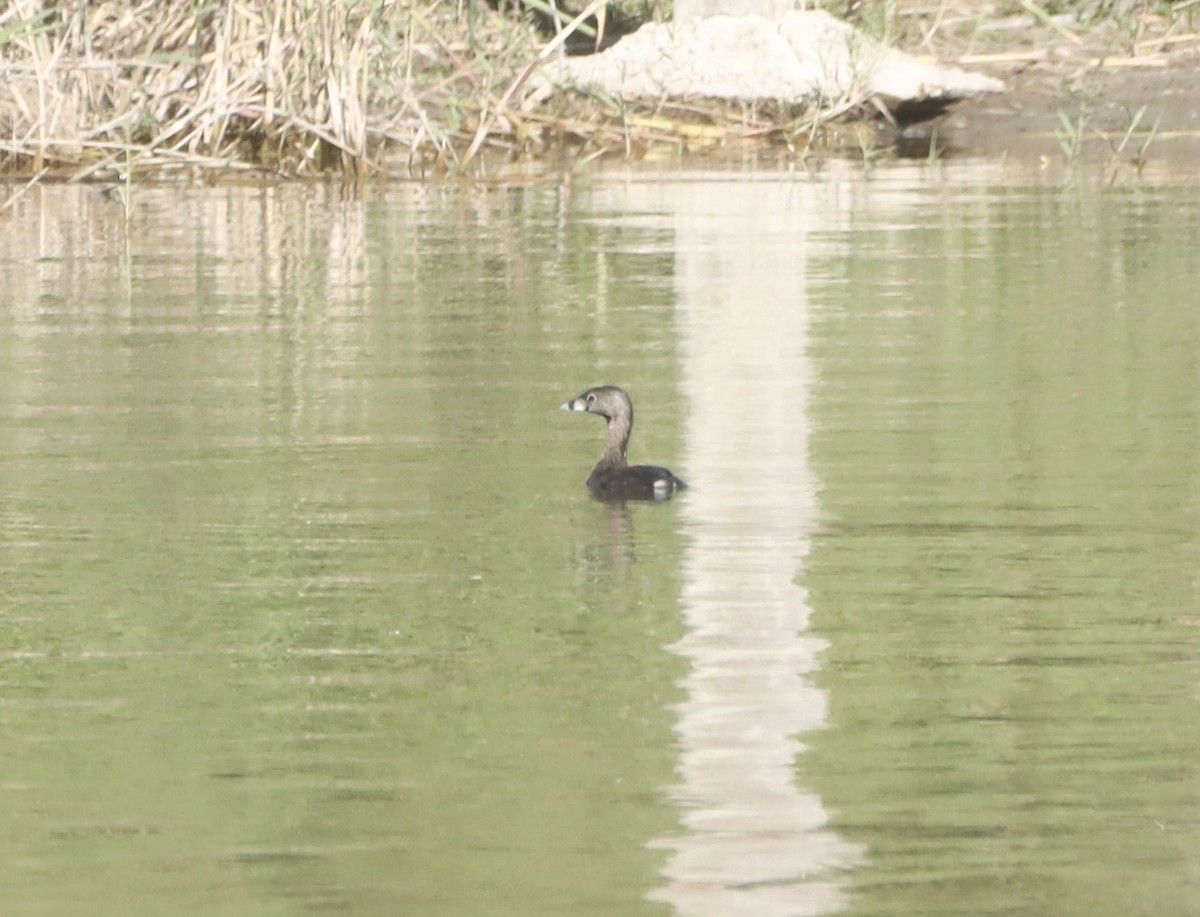 Pied-billed Grebe - ML617143639