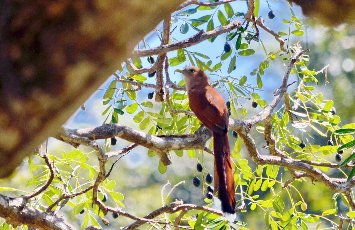 Squirrel Cuckoo - ML617143653