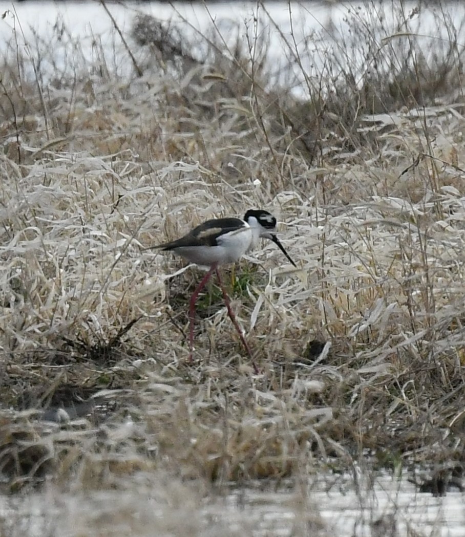 Black-necked Stilt - Britt Dalbec