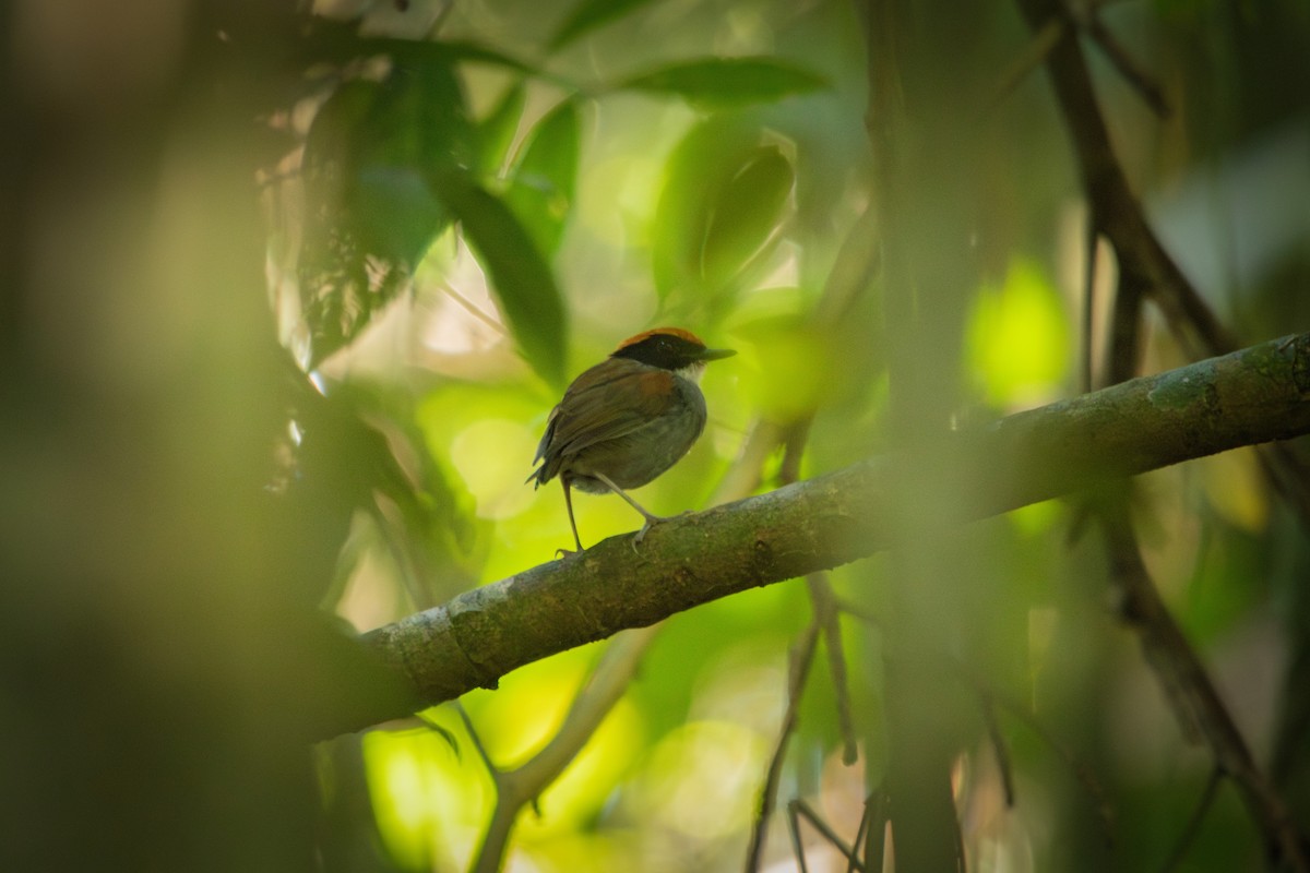 Black-cheeked Gnateater - Retief Williams