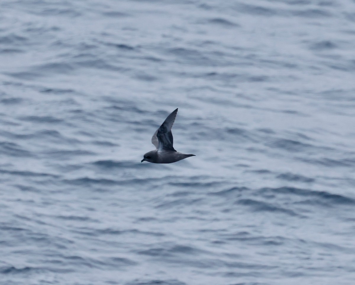 Kerguelen Petrel - ML617143800