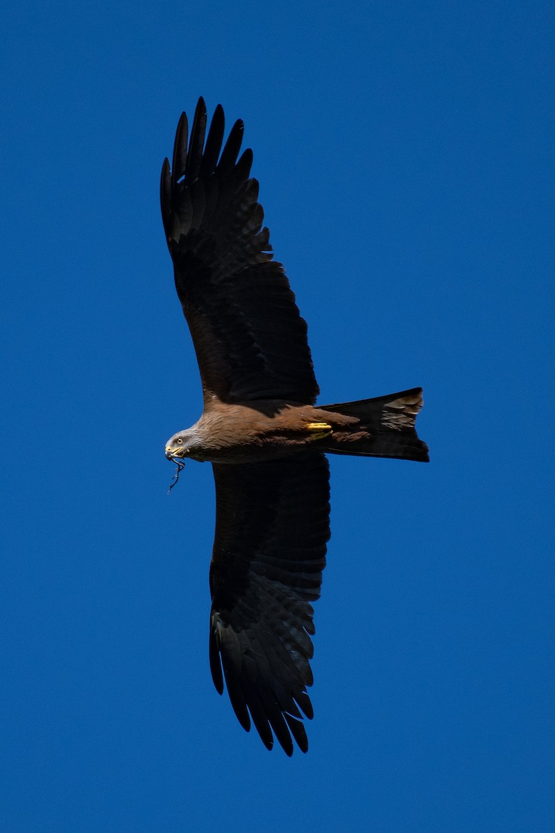 Black Kite - ML617143862