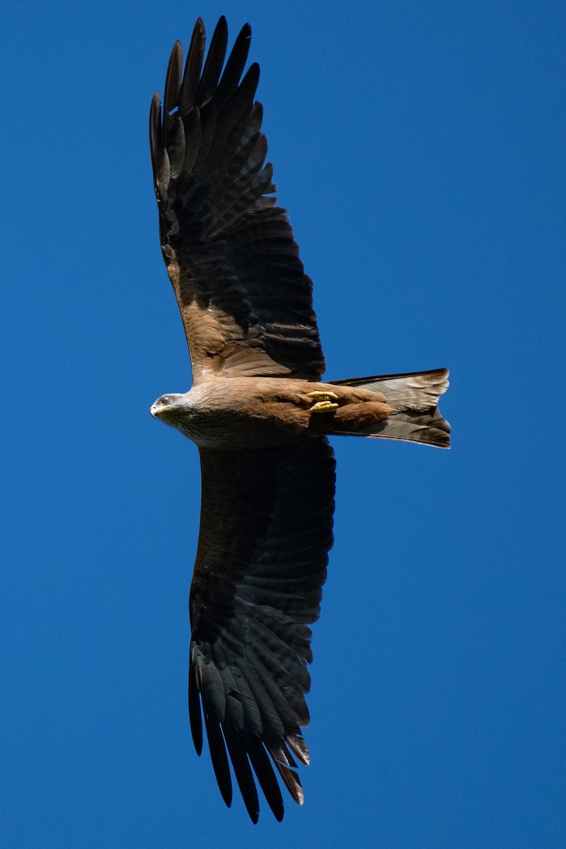 Black Kite - ML617143863