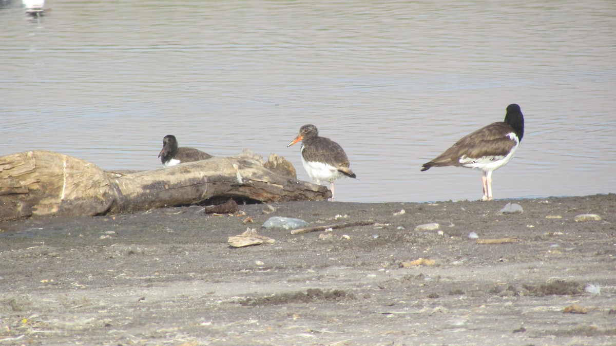 American Oystercatcher - ML617143882