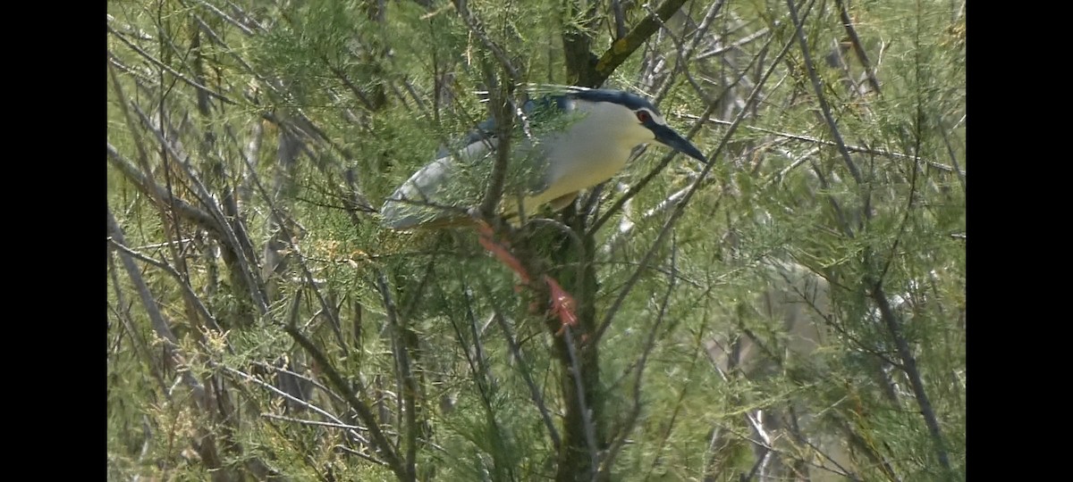 Black-crowned Night Heron - ML617143901