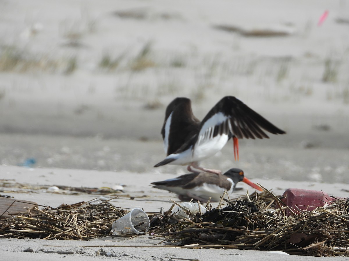 American Oystercatcher - ML617143916