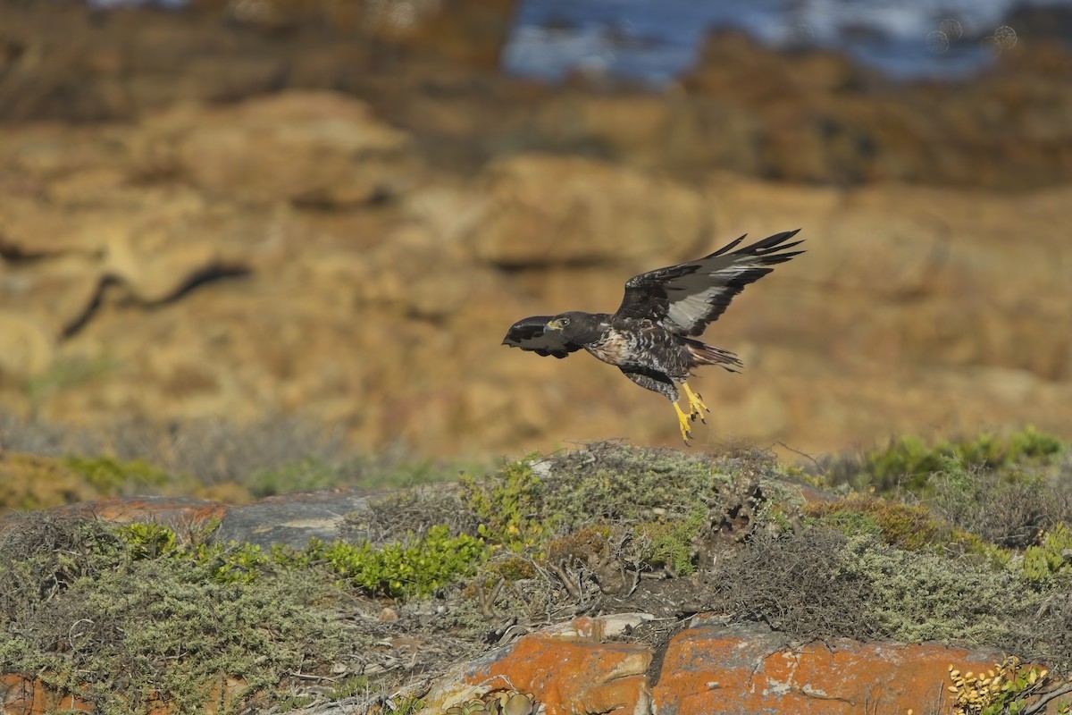 Jackal Buzzard - Xabier Vázquez Pumariño