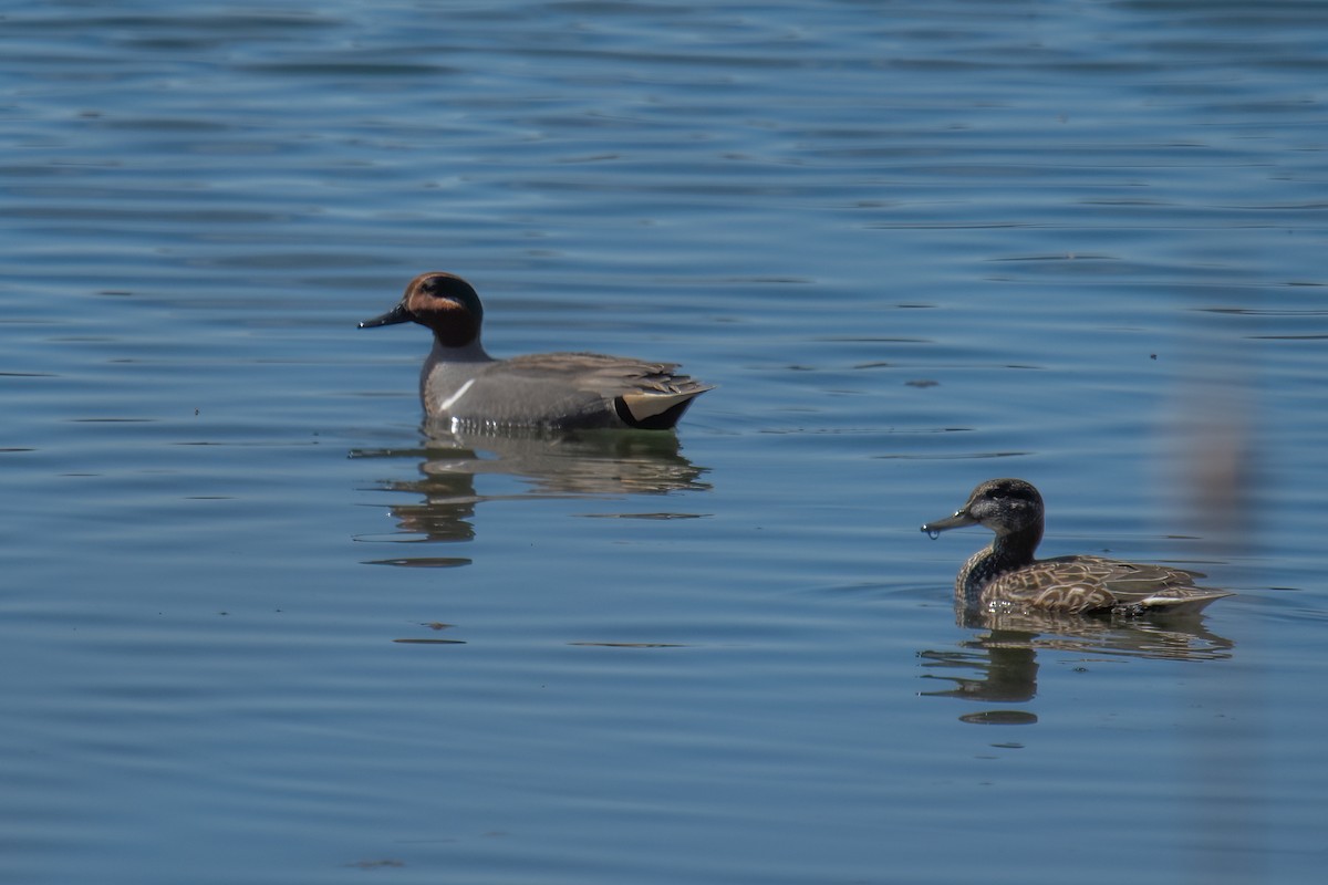 Green-winged Teal - ML617143950