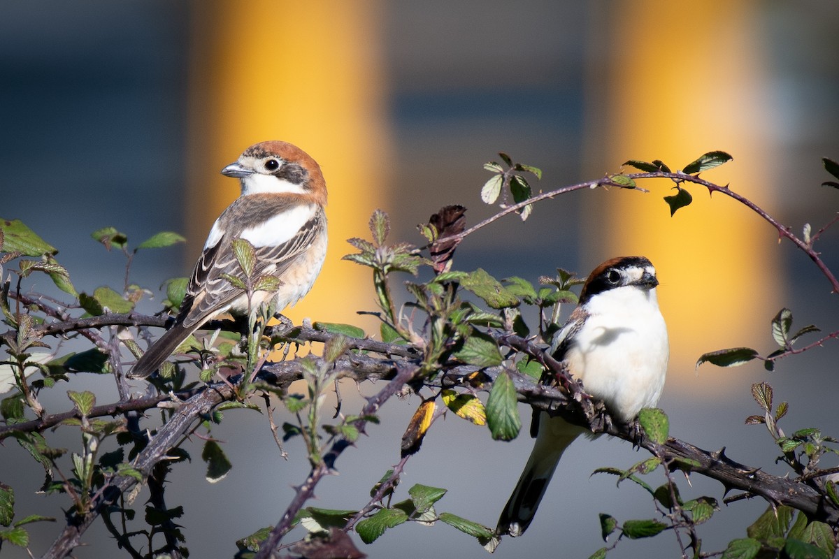 Woodchat Shrike - ML617143963