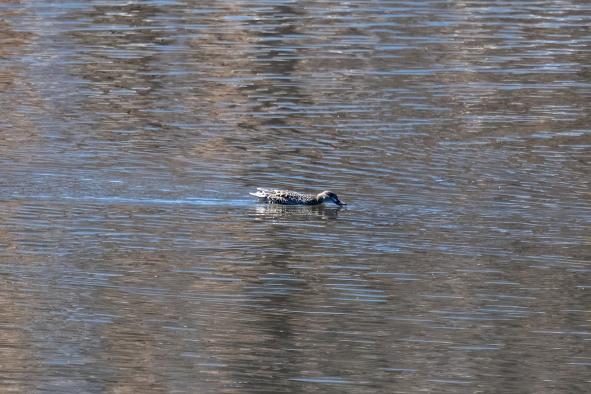 Blue-winged Teal - ML617143978