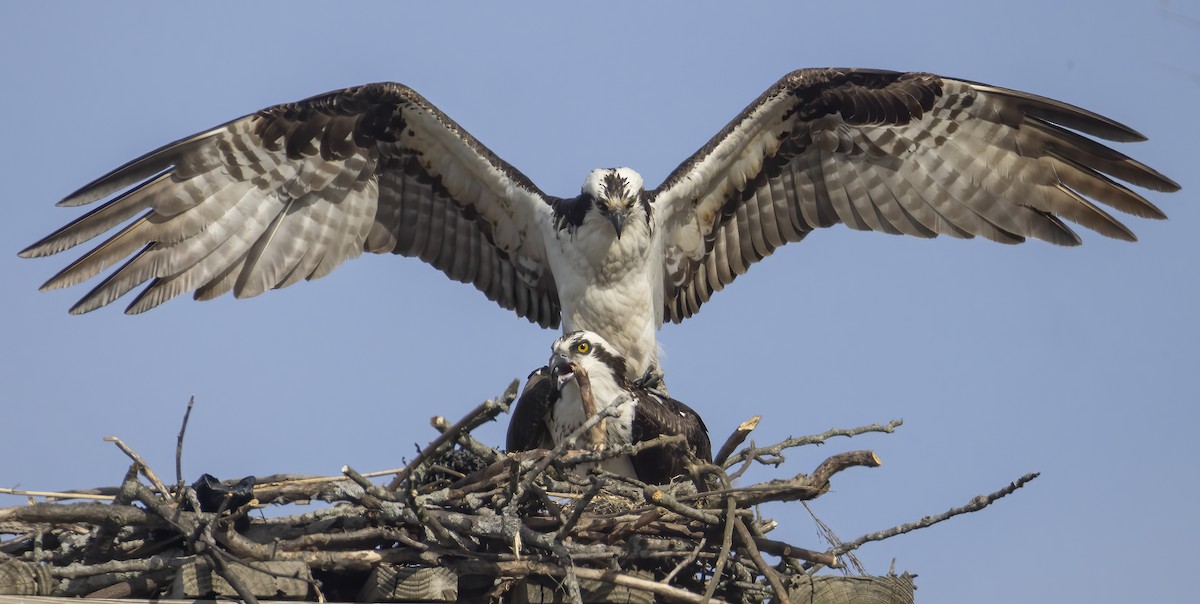 Osprey - Jorge Montalvo