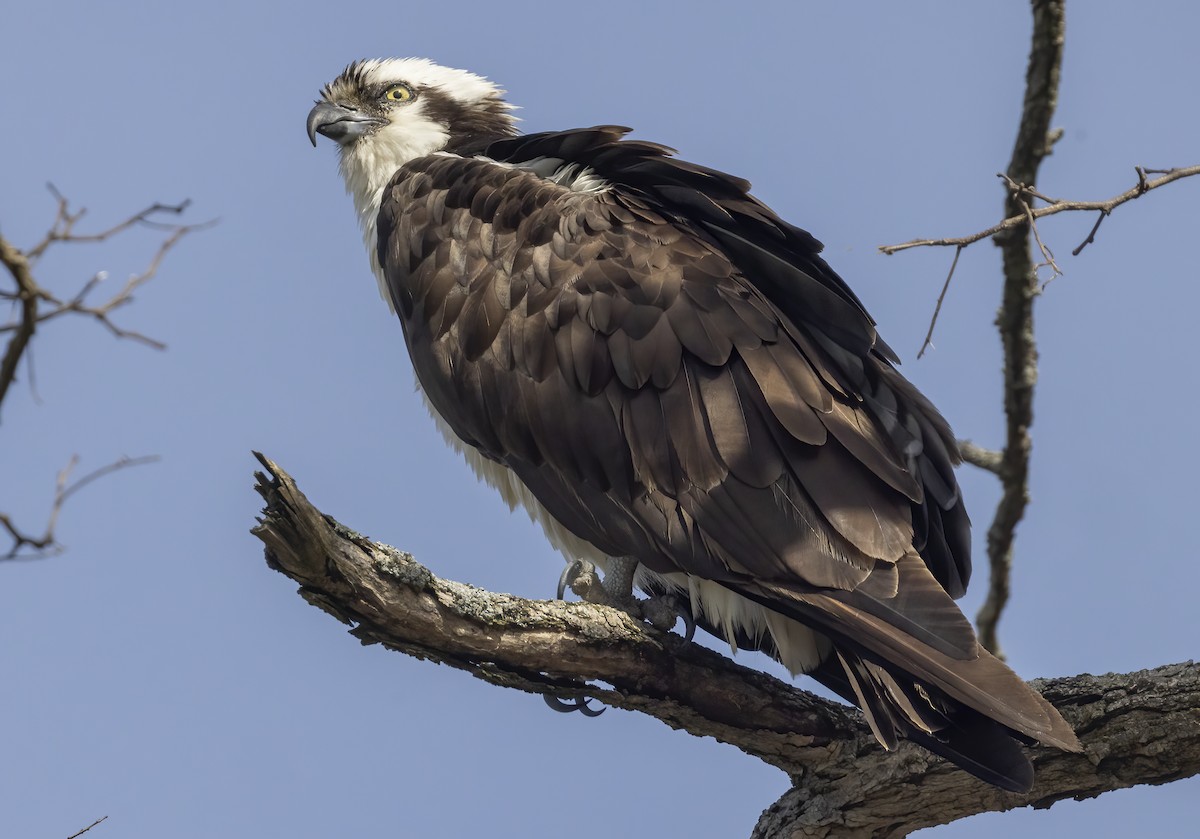 Osprey - Jorge Montalvo