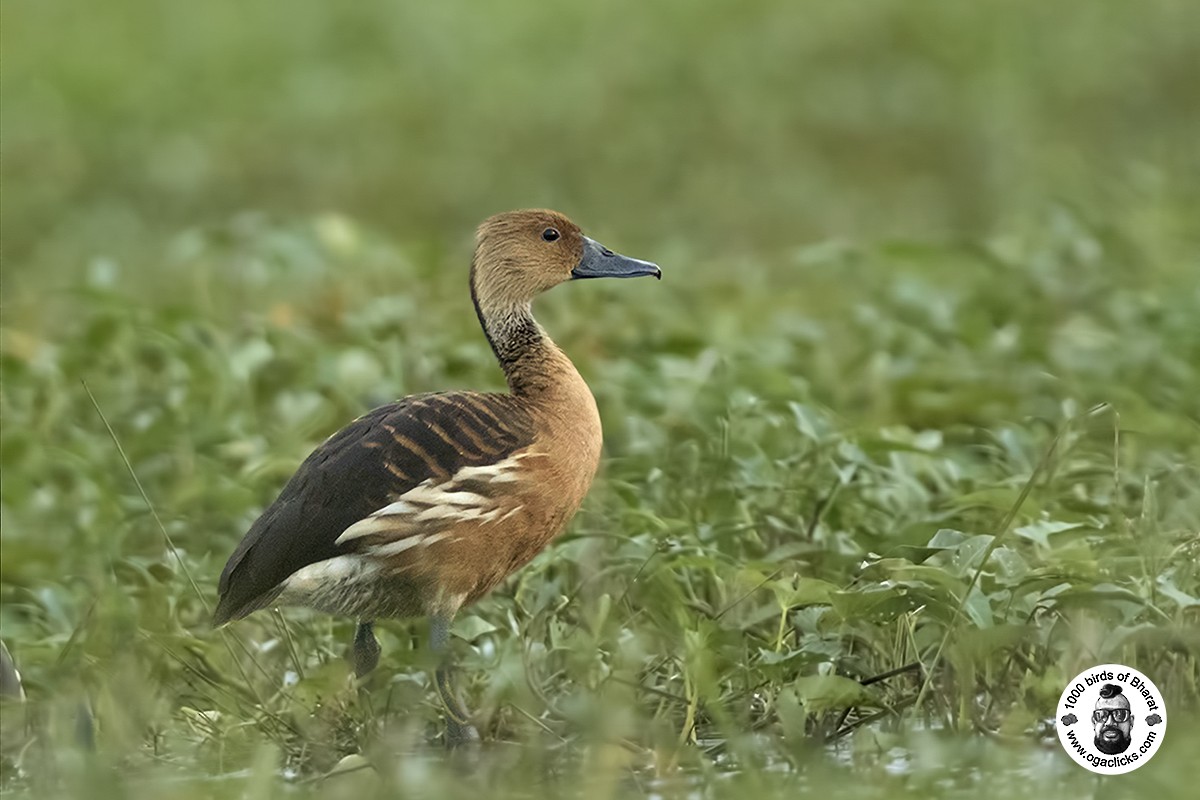 Fulvous Whistling-Duck - ML617144107