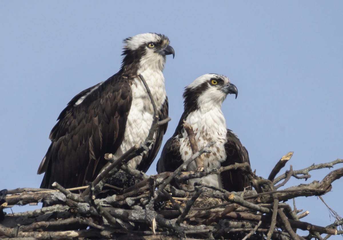 Osprey - Jorge Montalvo