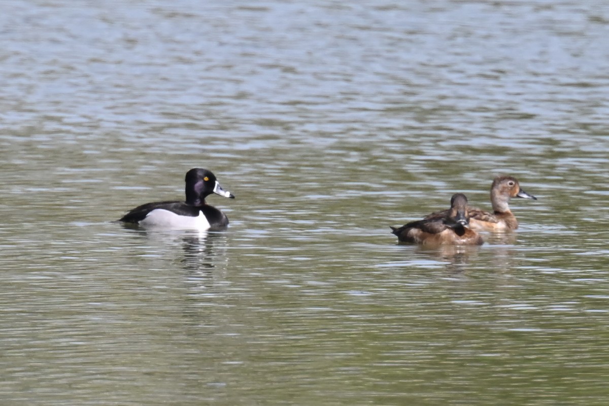 Ring-necked Duck - ML617144121