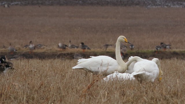 Лебідь-кликун - ML617144148