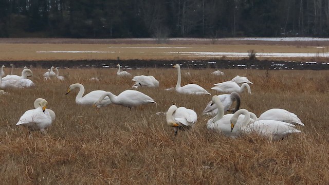 Whooper Swan - ML617144149