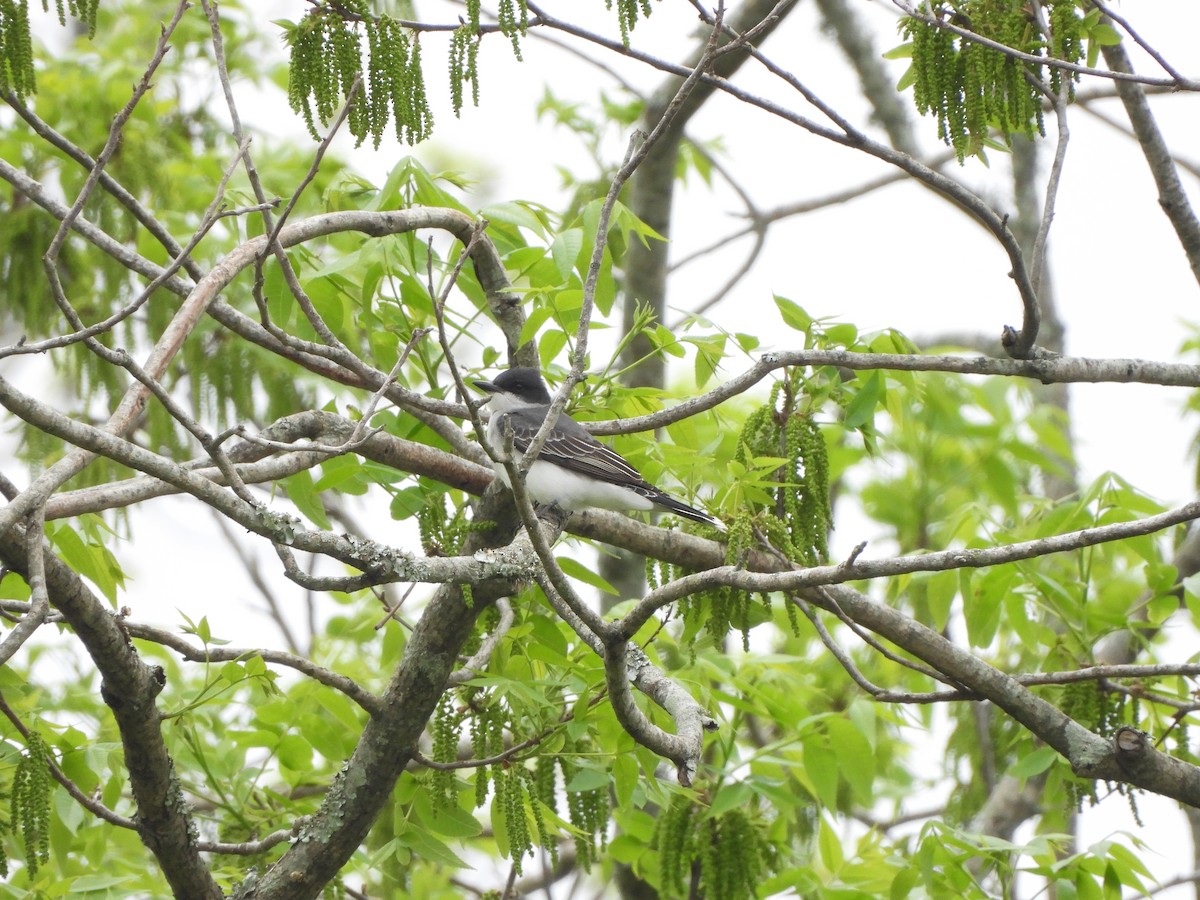 Eastern Kingbird - ML617144160