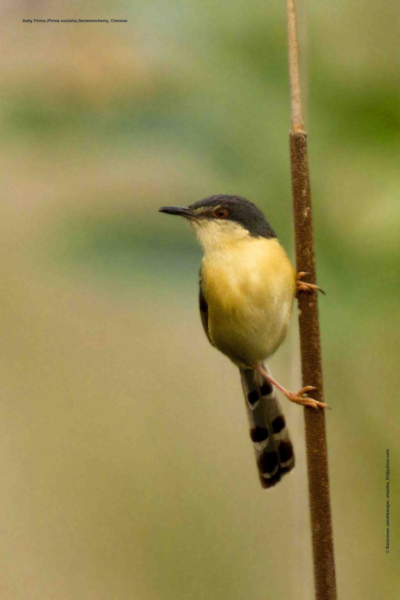 Ashy Prinia - ML617144161