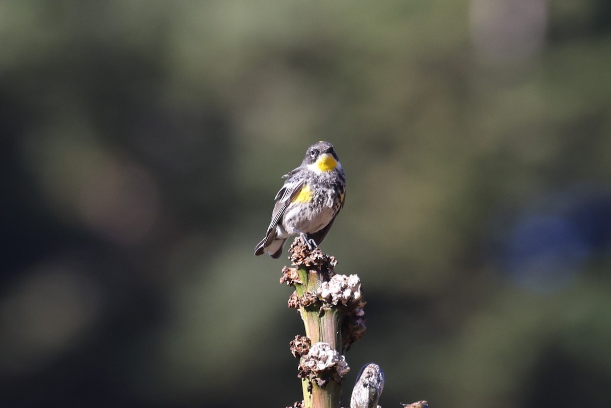 Kronenwaldsänger (Schwarznacken-Waldsänger) - ML617144196