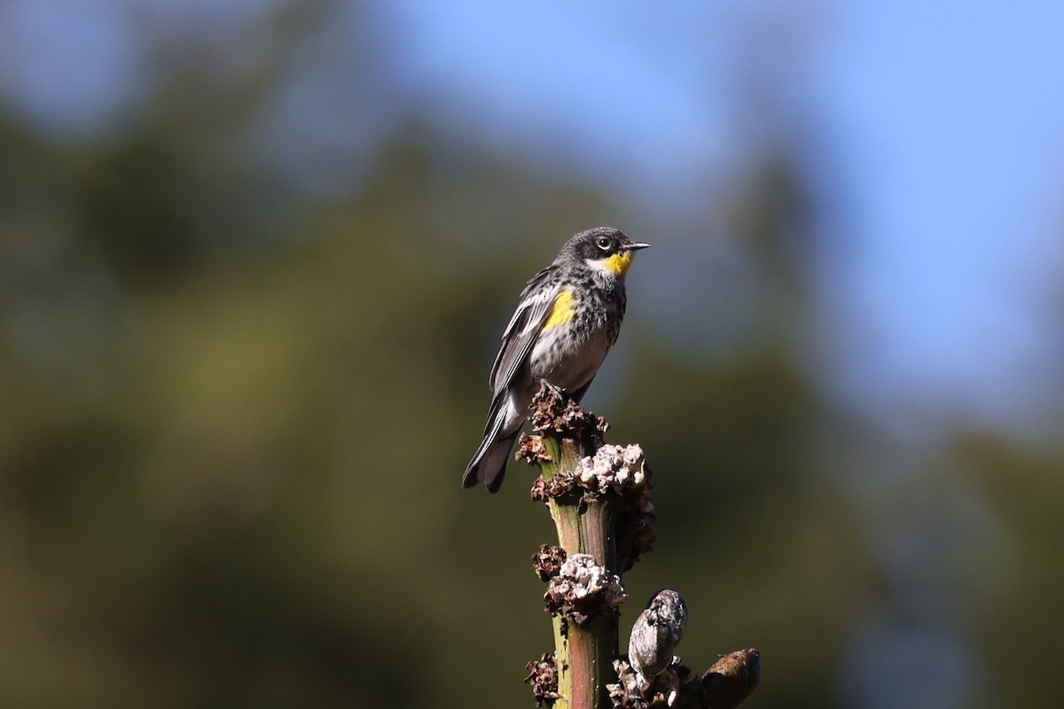 Yellow-rumped Warbler (Goldman's) - ML617144208