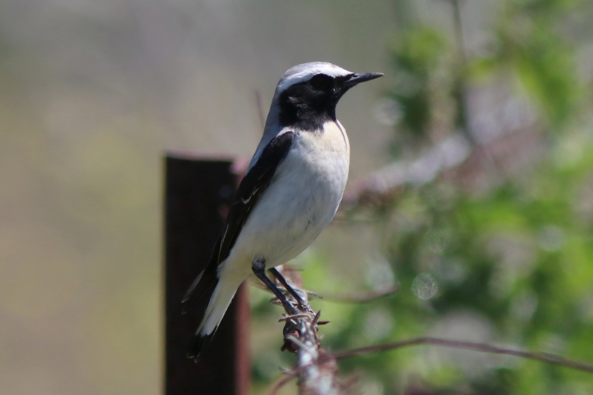 Atlas Wheatear - ML617144306