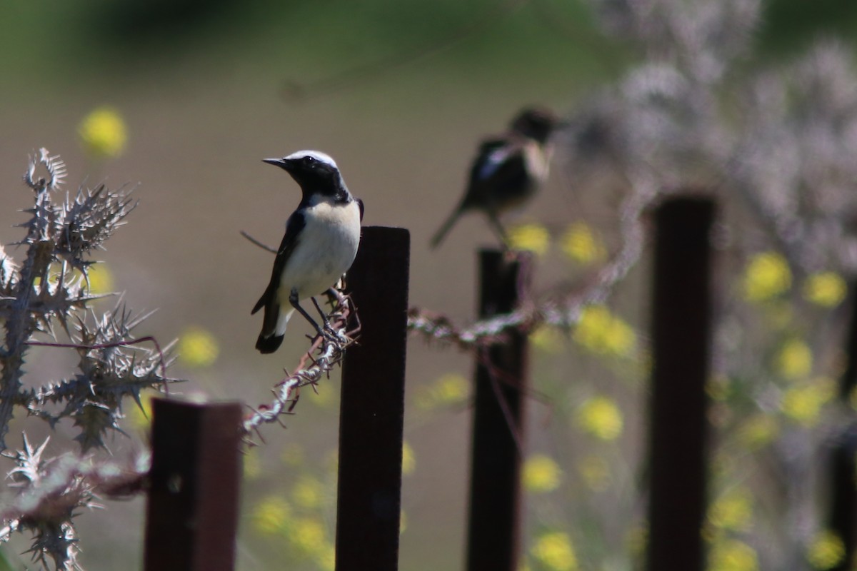 Atlas Wheatear - ML617144308