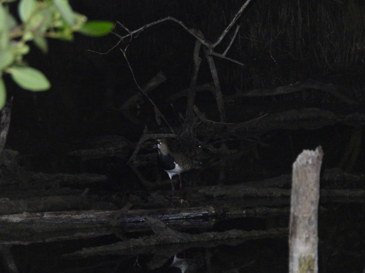 Southern Lapwing - ML617144390