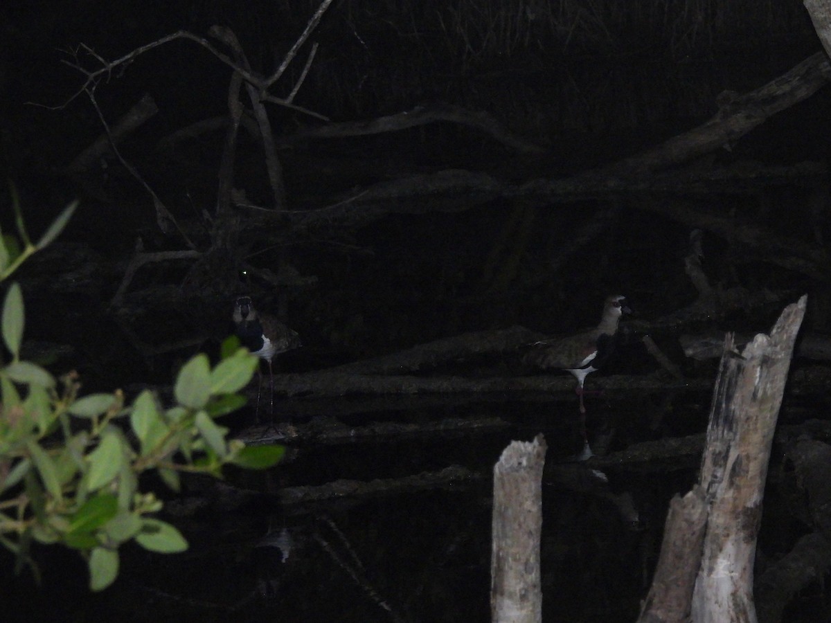 Southern Lapwing - Leandro Niebles Puello