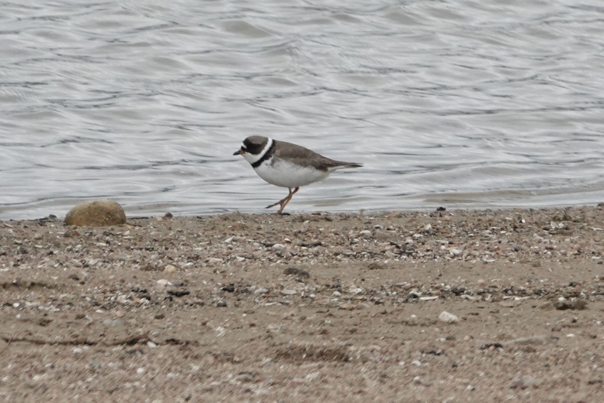 Semipalmated Plover - ML617144419