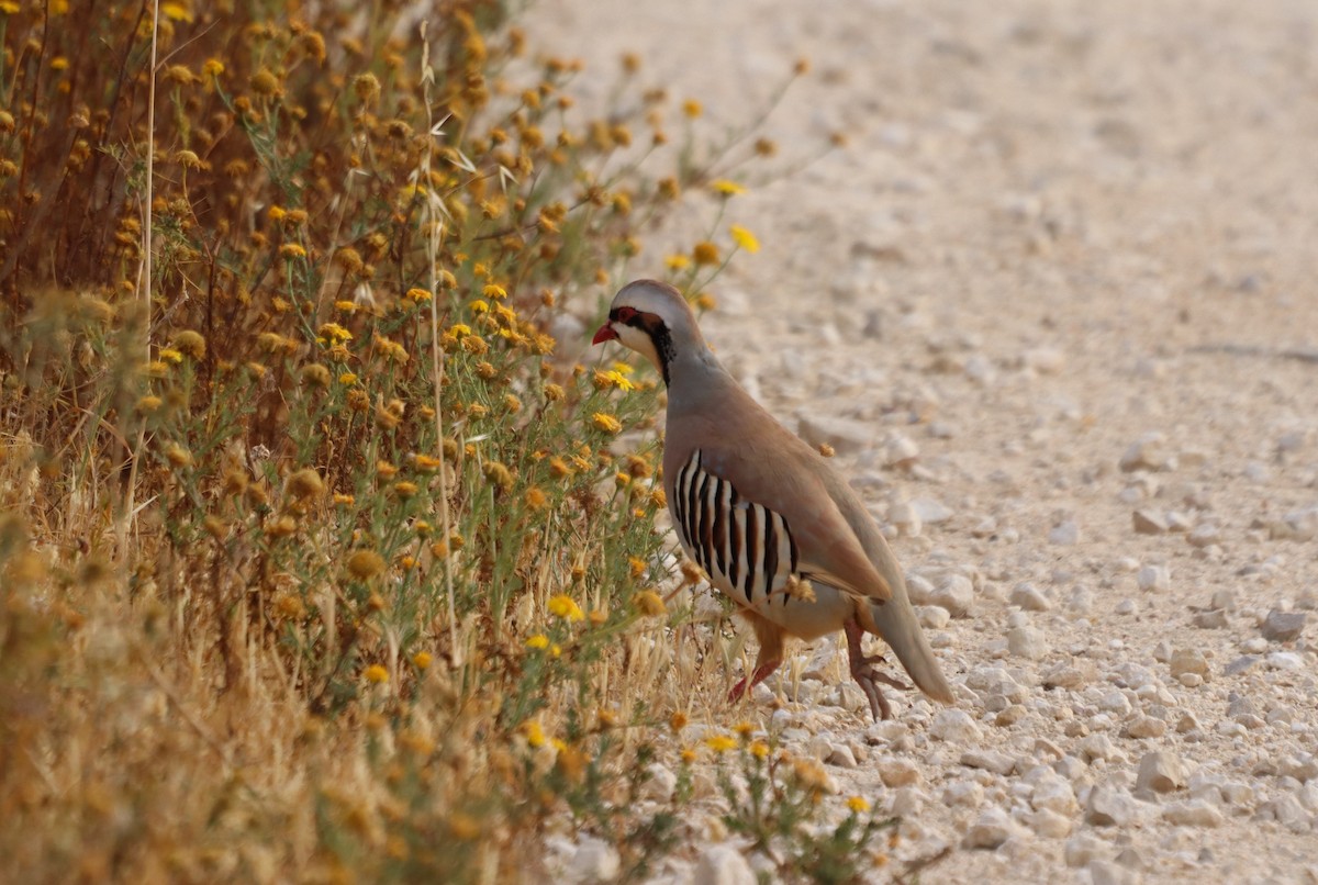 Chukar - ML617144426