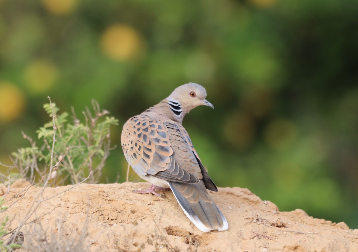 European Turtle-Dove - ML617144442