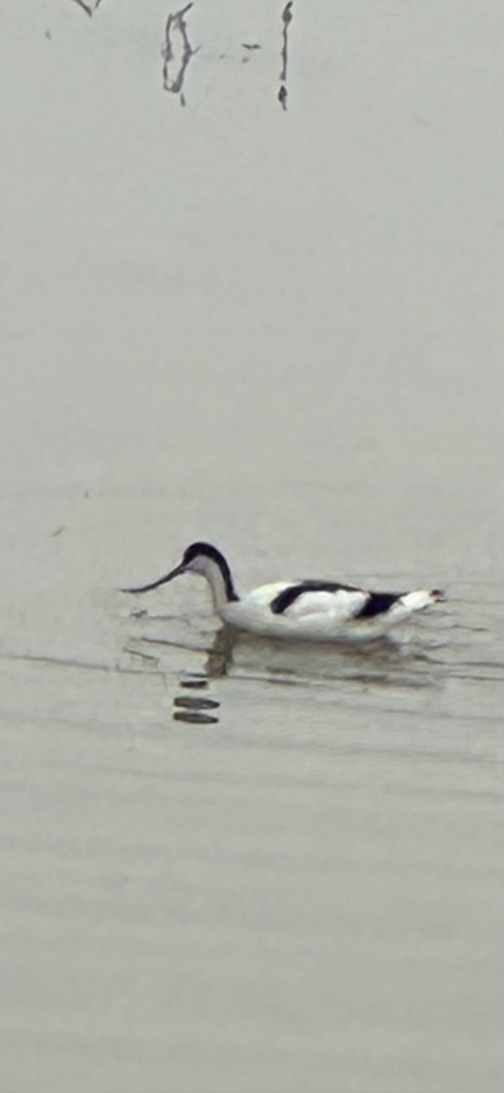 Pied Avocet - ML617144446