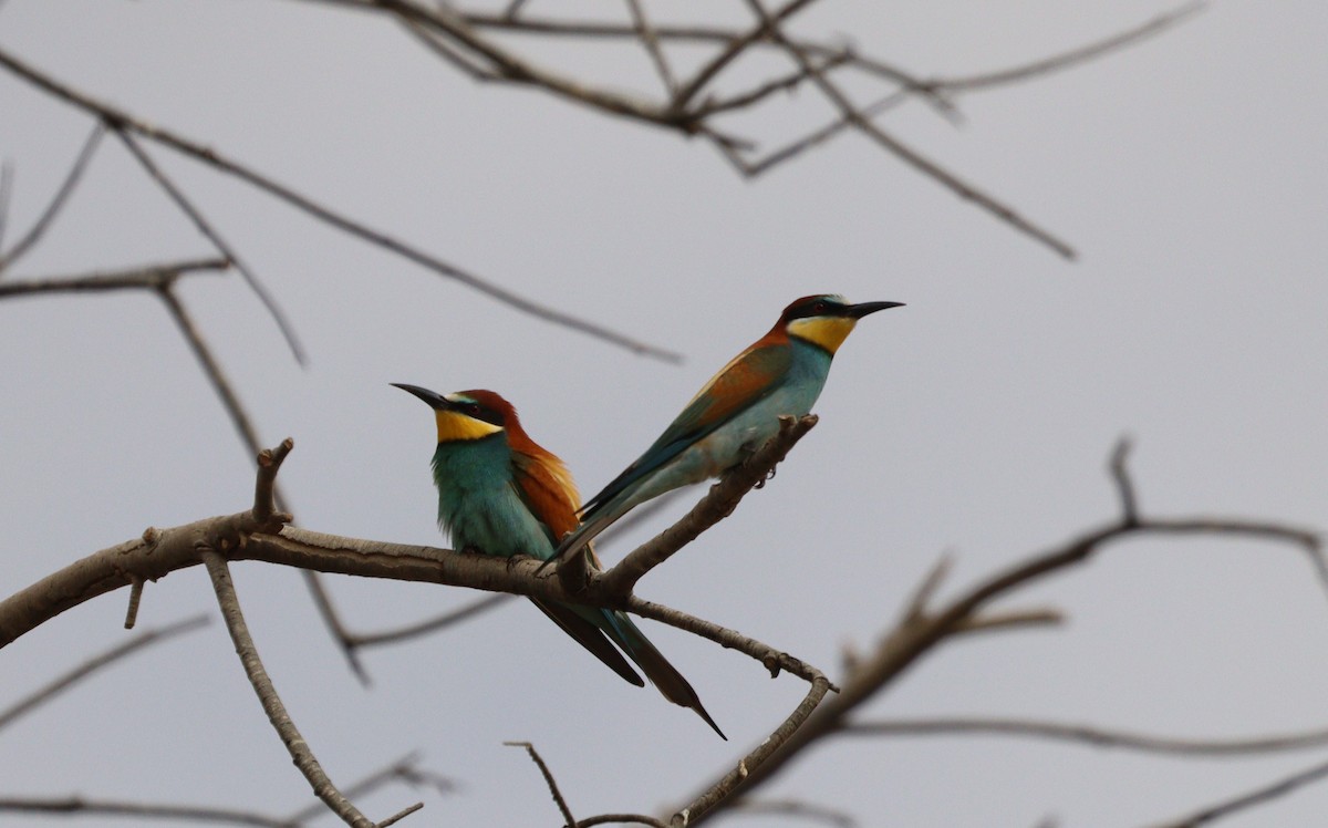 European Bee-eater - ML617144500