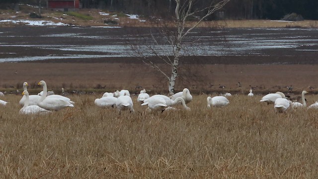 Лебедь-кликун - ML617144503