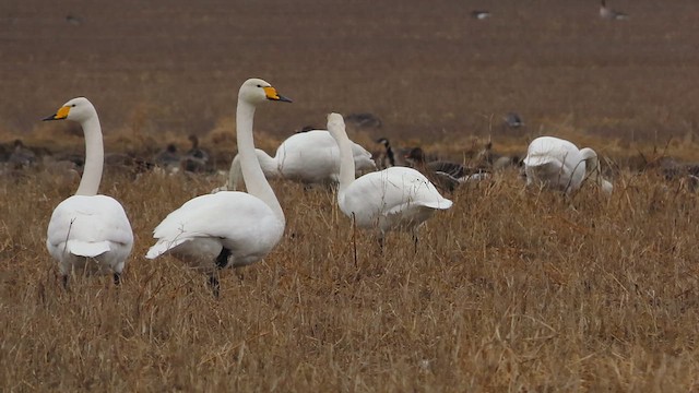 Whooper Swan - ML617144504