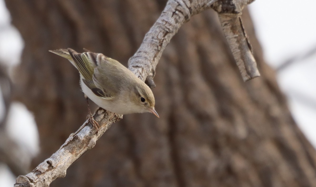 Eastern Bonelli's Warbler - ML617144519