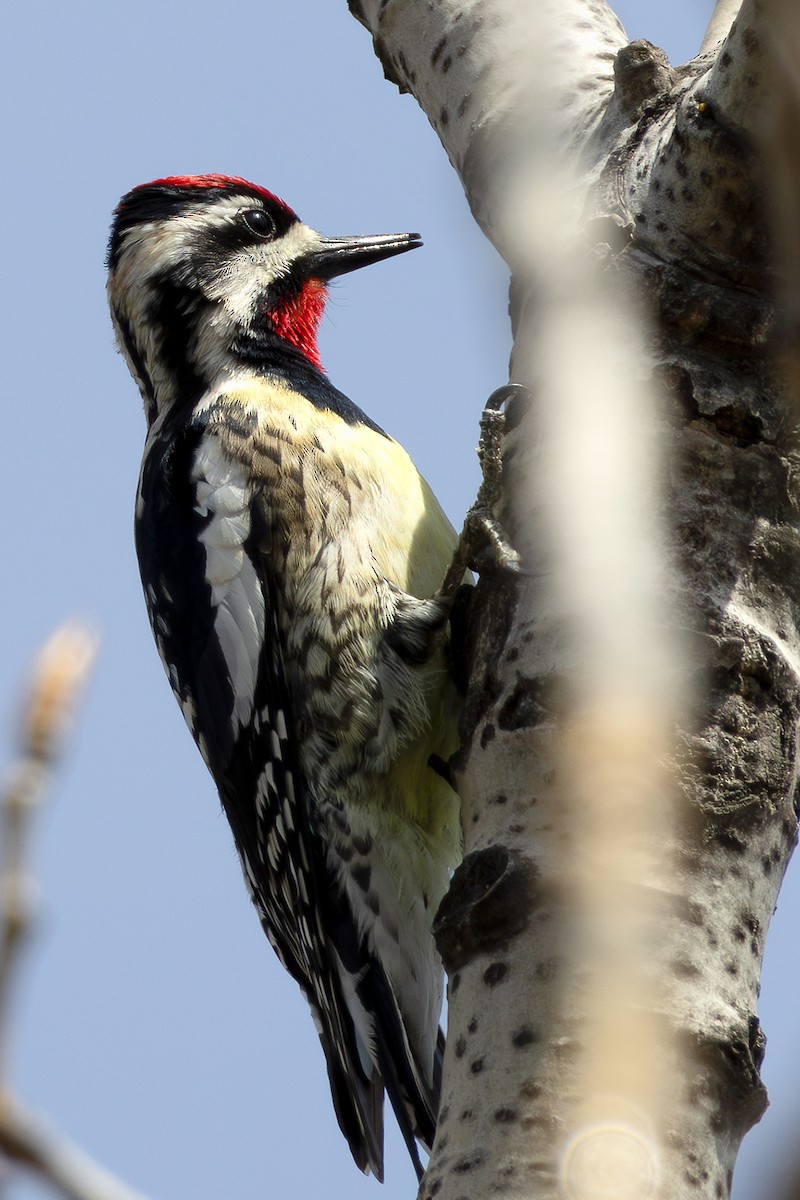 Yellow-bellied Sapsucker - ML617144564