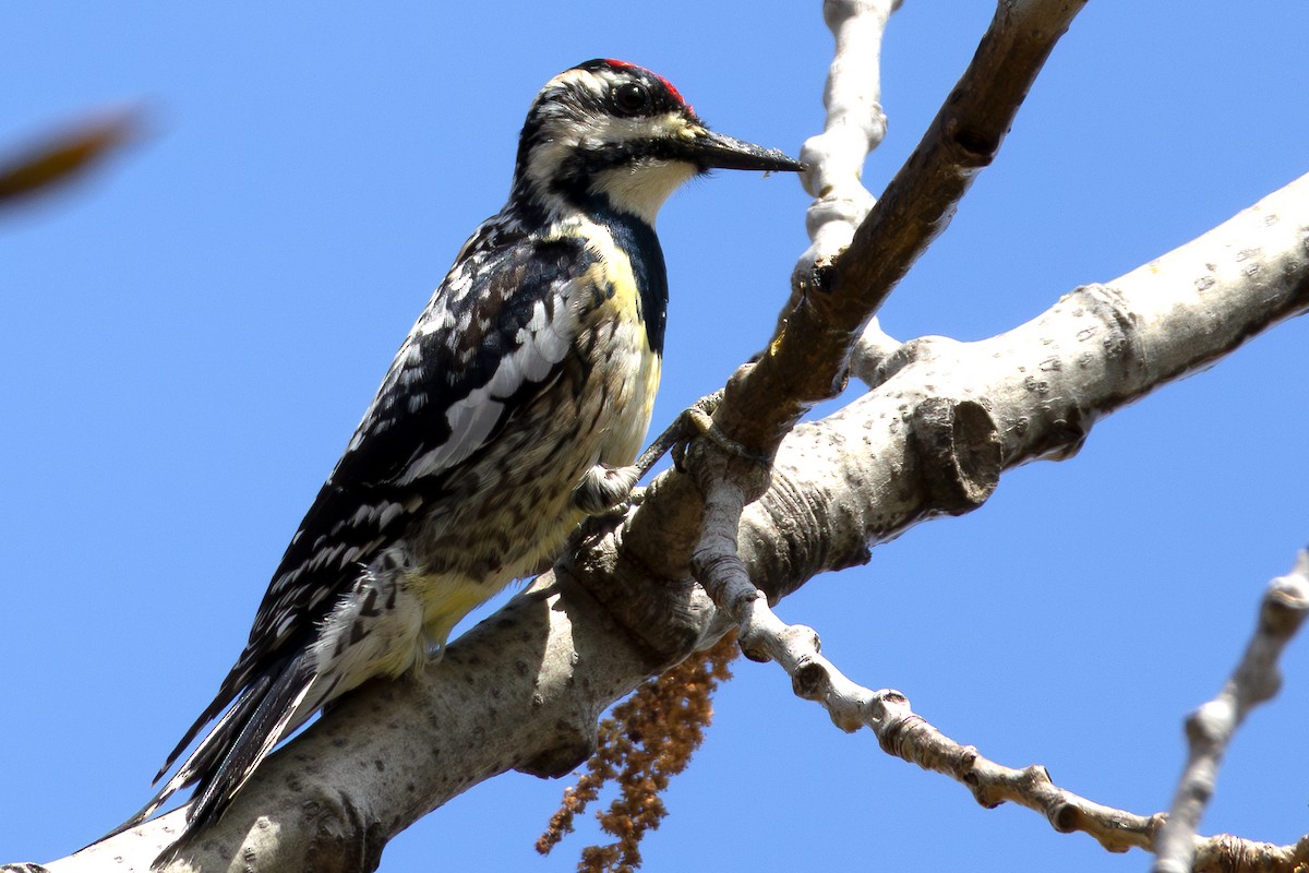 Yellow-bellied Sapsucker - ML617144565