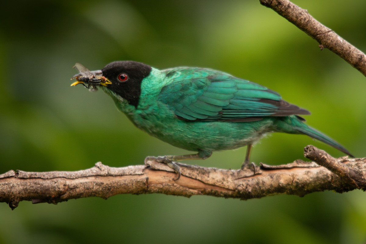 Green Honeycreeper - Retief Williams