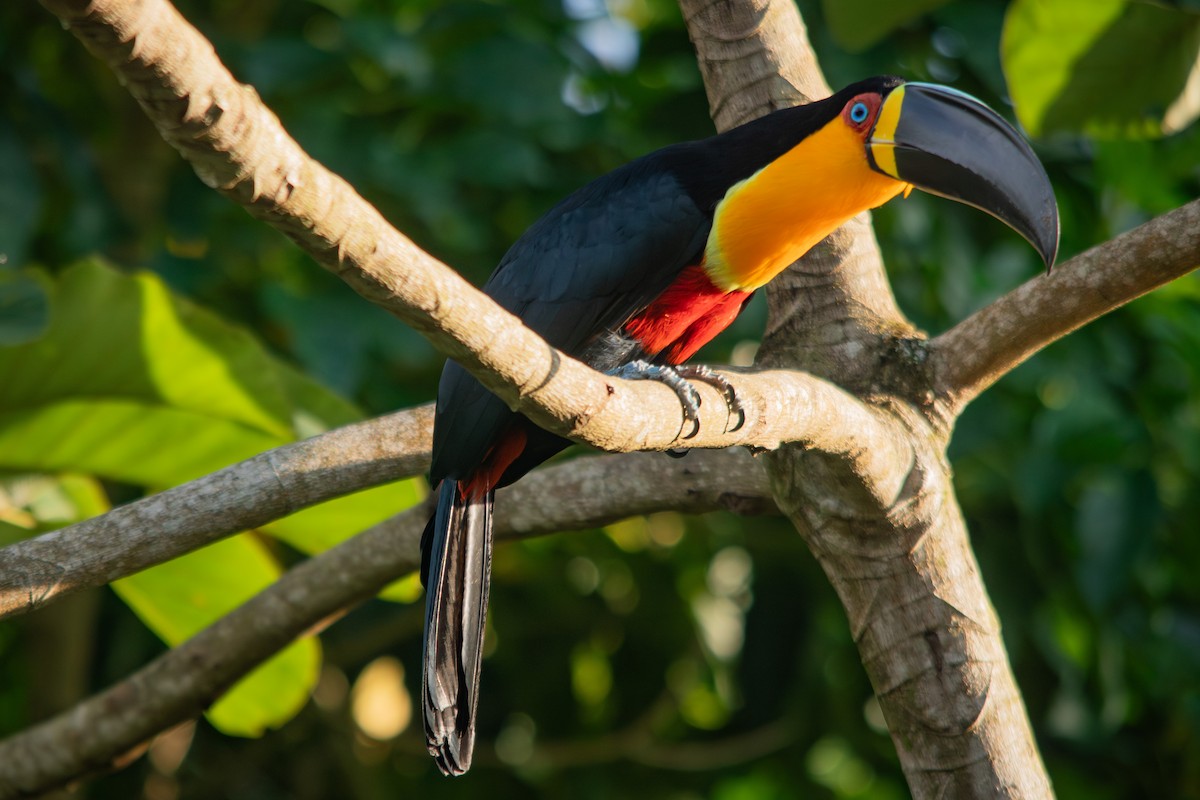 Channel-billed Toucan - Retief Williams