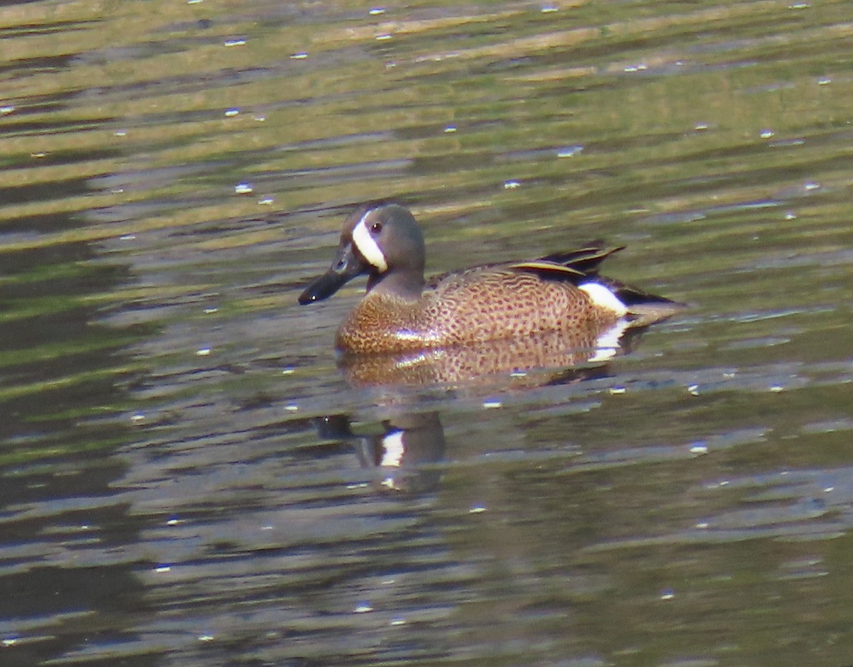 Blue-winged Teal - ML617144601