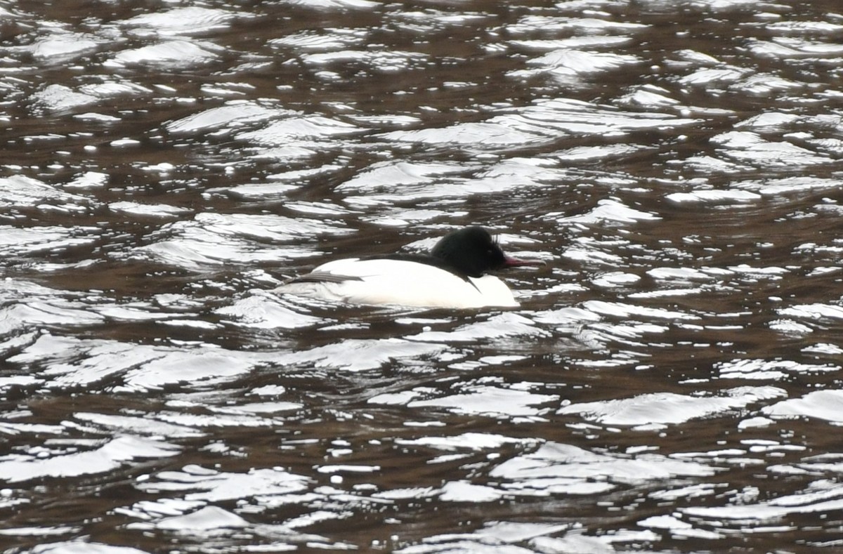 Common Merganser - ML617144612