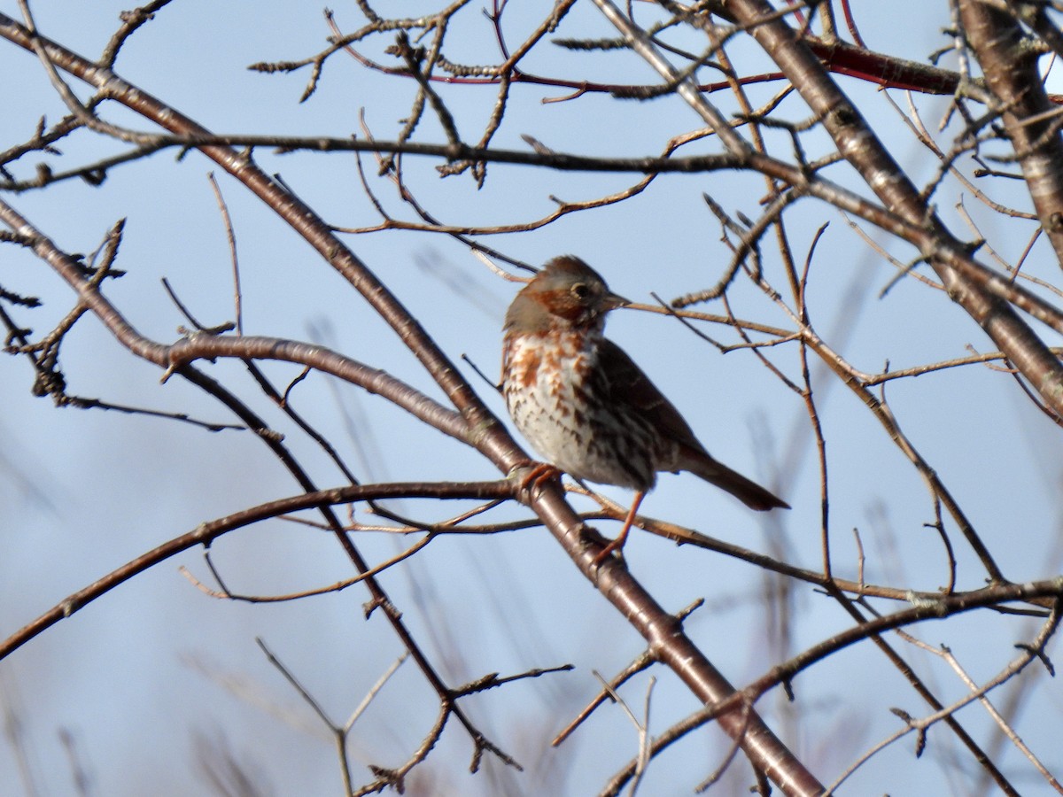 Fox Sparrow - Kris Ito